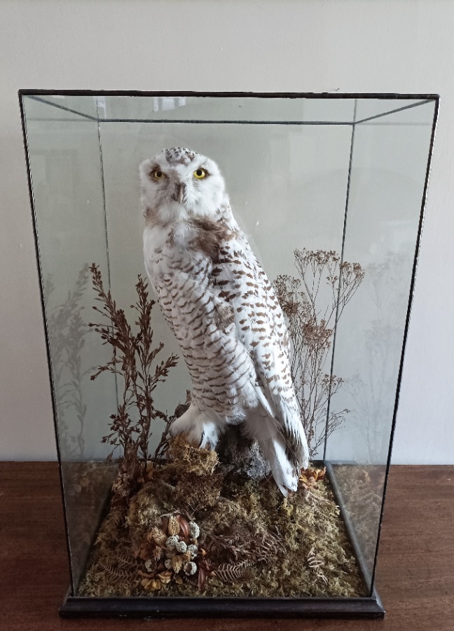 A Cased Taxidermy Snowy Owl, 1920’s (10).jpg